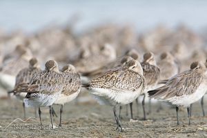 Eastern bar-tailed godwits