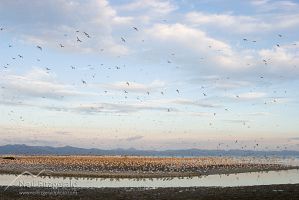 Bar-tailed godwit