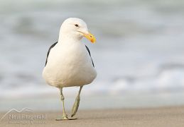 Southern black-backed gull