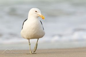 Southern black-backed gull