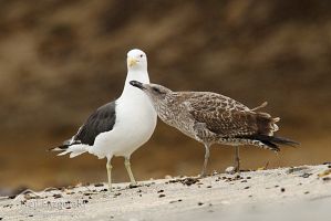 Black-backed gulls