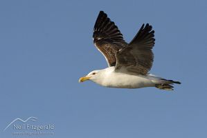 Southern black-backed gull