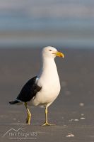 Southern black-backed gull