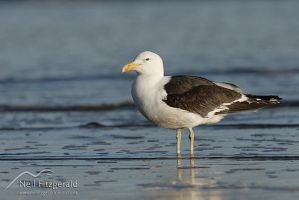 Southern black-backed gull