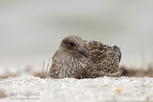 Southern black-backed gull