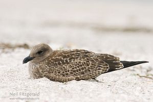 Southern black-backed gull