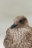 Southern black-backed gull