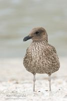 Southern black-backed gull