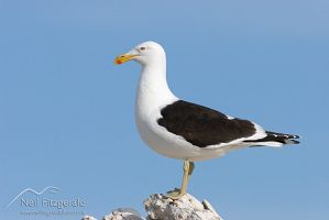 Southern black-backed gull
