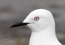 Black-billed gull