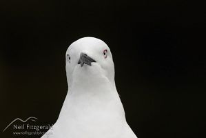 Black-billed gull