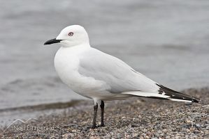 Black-billed gull
