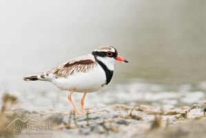 Black-fronted dotterel
