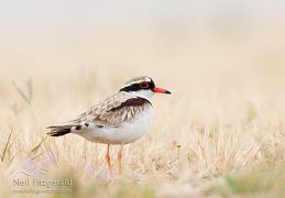 Black-fronted dotterel
