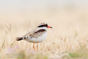 Black-fronted dotterel