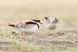 Black-fronted dotterel