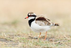 Black-fronted dotterel
