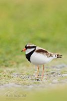 Black-fronted dotterel