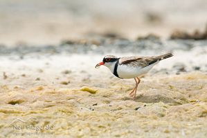Black-fronted dotterel