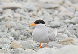 Black-fronted tern