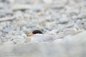 Black-fronted tern on nest