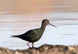 Black stilt