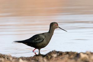 Black stilt