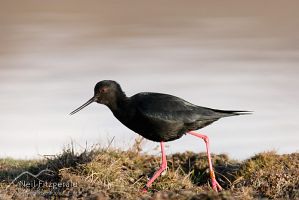 Black stilt