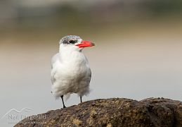 Caspian tern