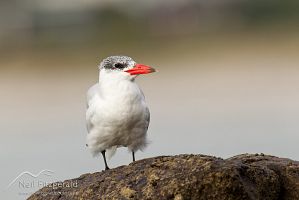 Caspian tern