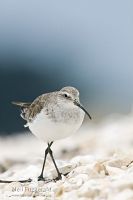 Curlew sandpiper