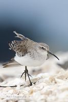 Curlew sandpiper