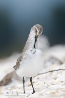 Curlew sandpiper