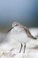 Curlew sandpiper