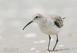 Curlew sandpiper