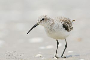 Curlew sandpiper