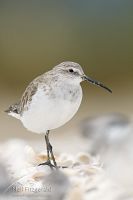 Curlew sandpiper