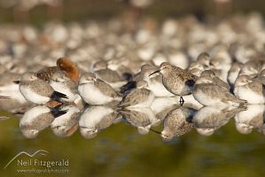 Curlew sandpiper