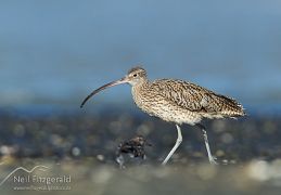Eastern curlew