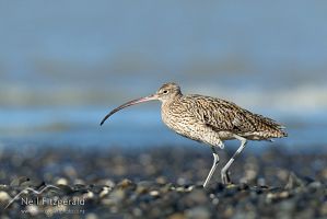 Eastern curlew