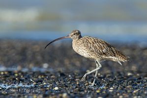 Eastern curlew