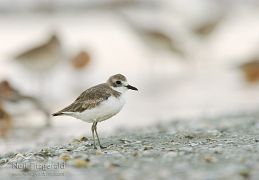 Greater sand plover
