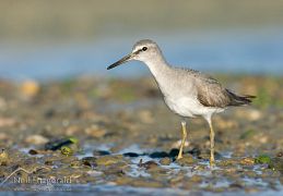 Grey-tailed tattler