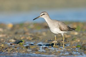 Grey-tailed tattler