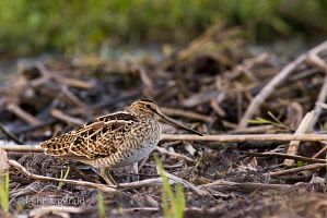 Japanese snipe