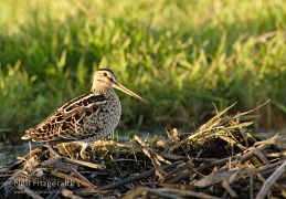 Japanese snipe