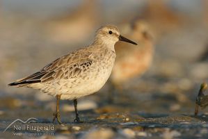 Lesser knot