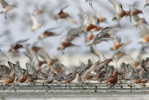 Lesser knot