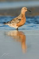Lesser knot