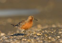 Lesser knot